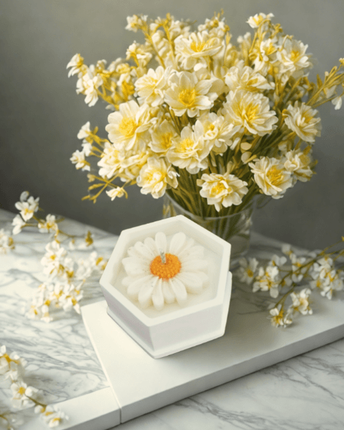 Gros plan sur la bougie marguerite aux pétales délicats