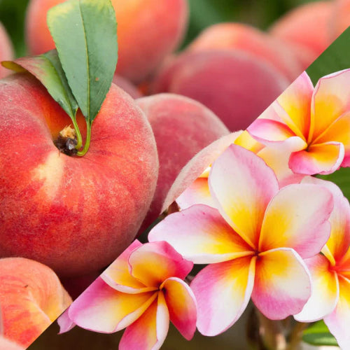 Fondant parfumé Monoï Pêche, cire de soja, parfum exotique de monoï et pêche, ambiance estivale"