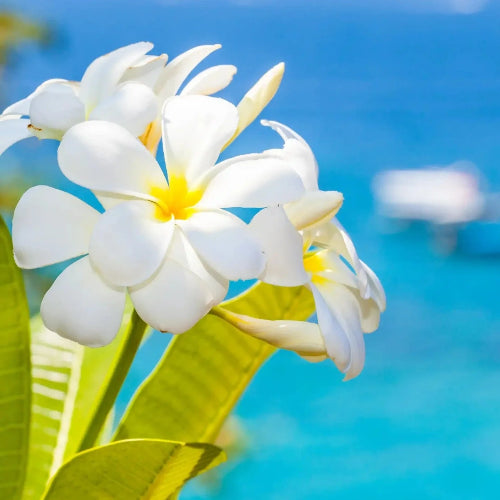 Fondant parfumé - Monoï des îles