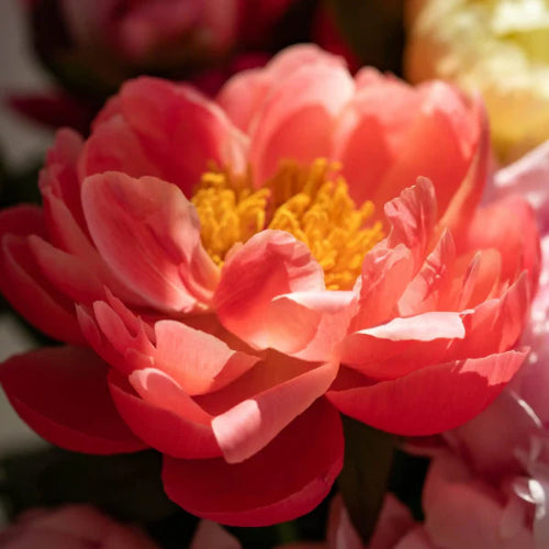 fondants parfumés artisanaux a a senteur pivoine sur fond floral