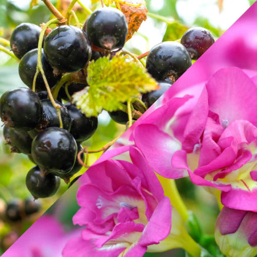 Fondant cassis freesia- fragrance showcasing blackcurrants and pink freesia flowers.