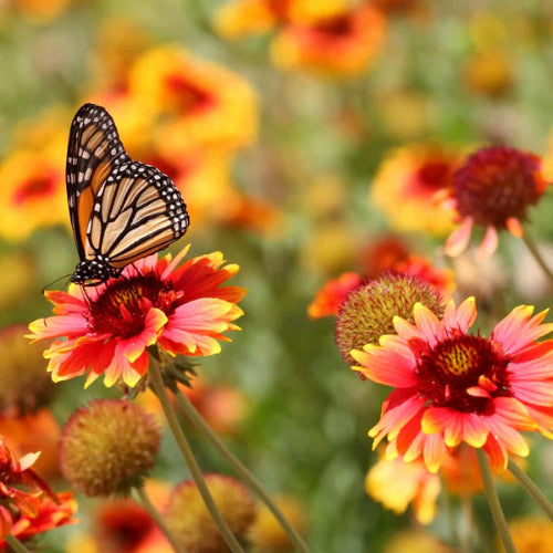 Fondant parfumé - Jardin de printemps, pour une ambiance florale et fraîche.