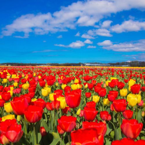 Produits parfumés aux notes florales
