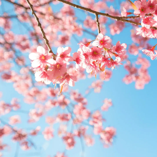 Fondant parfumé - Fleur de Cerisier